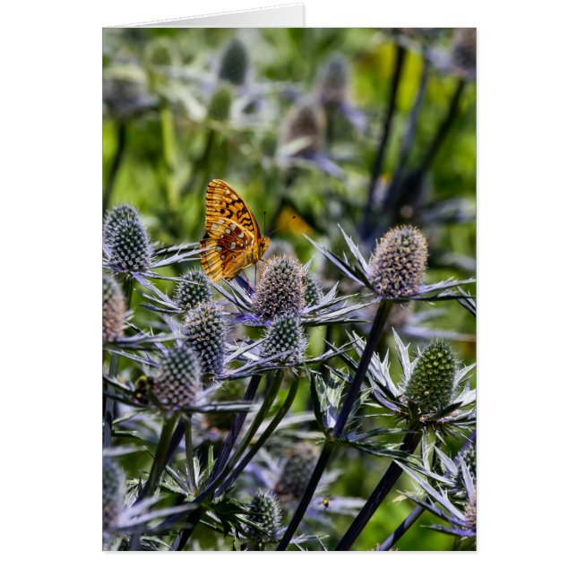 Fritillary Butterfly On Blue Thistle Vertikal (Vorne)