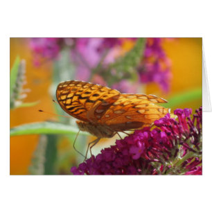 Fritillary-Farben - Schmetterling
