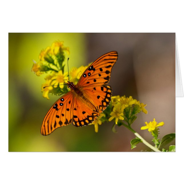 Fritillary Gulf Butterfly Geschenke und Bekleidung (Vorderseite (Horizontal))