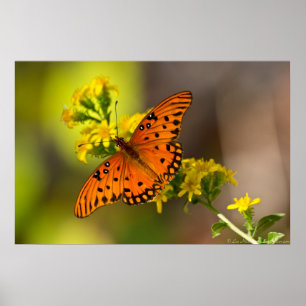 Fritillary Gulf Butterfly Prints Posters Poster
