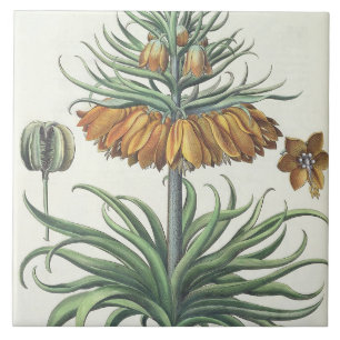 Fritillary: Korona Imperialis florum classe duplic Fliese
