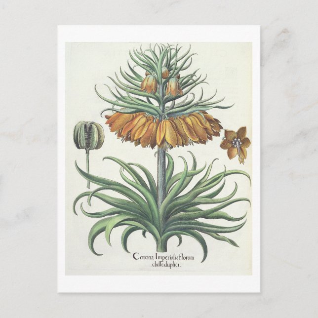 Fritillary: Korona Imperialis florum classe duplic Postkarte (Vorderseite)