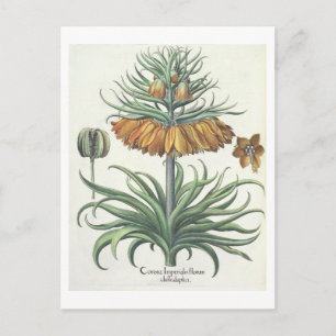 Fritillary: Korona Imperialis florum classe duplic Postkarte