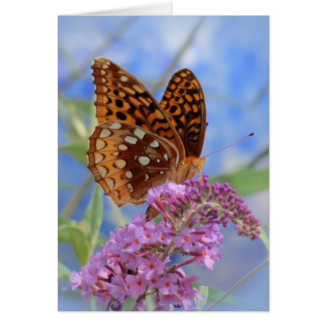 Fritillary on Blue - Butterfly (Vorne)