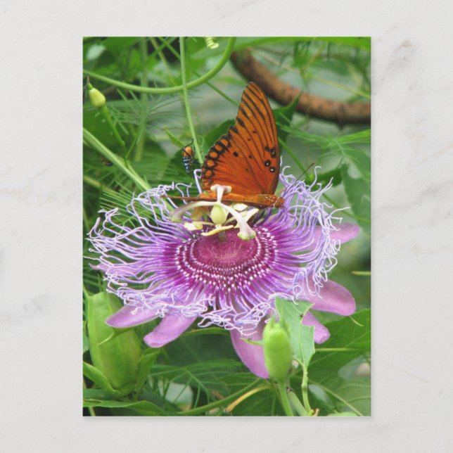 Fritillary & Passion Vine Postcard Postkarte (Vorderseite)