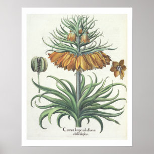 Fritillerie: Corona Imperialis florum classe dupli Poster