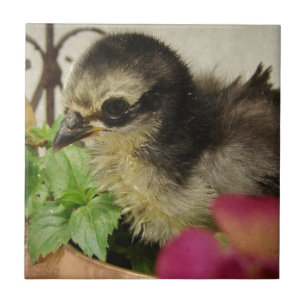 Frizzle Chick Fliese