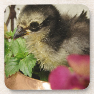 Frizzle Chick Getränkeuntersetzer