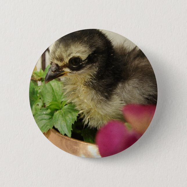 Frizzle Chick in Blume Button (Vorderseite)