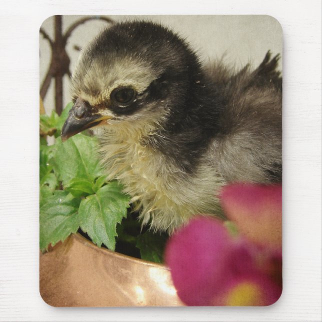 Frizzle Chick in Blume Mousepad (Vorne)