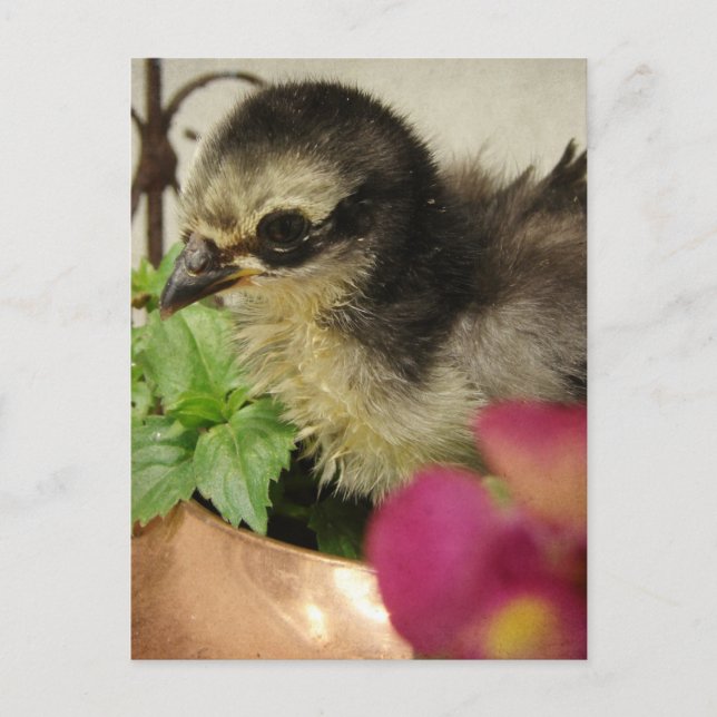 Frizzle Chick Postkarte (Vorderseite)