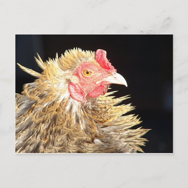 Frizzle Roo Postkarte (Vorderseite)