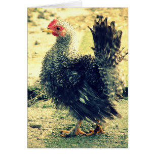 Frizzle Rooster Jeden Anlaß Blank Greeting Card