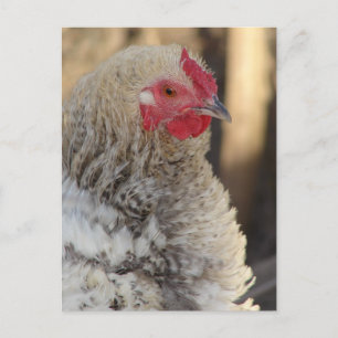 Frizzle Rooster Postkarte