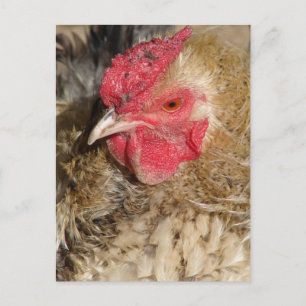 Frizzle Rooster Postkarte