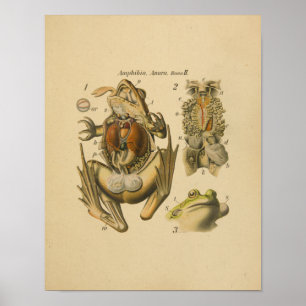 Frog Anatomy Print Paul Pfurtscheller Poster