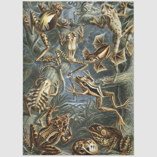 Frog and toad Ernst Haeckel vintage Seidenpapier (Vorderseite)