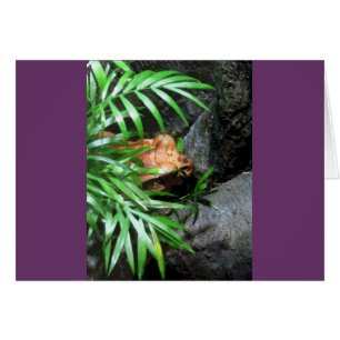 Frog CB Grußkarte verstecken