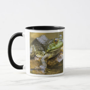 Frog entlang des Buffalo River, Mile 126 auf der Tasse