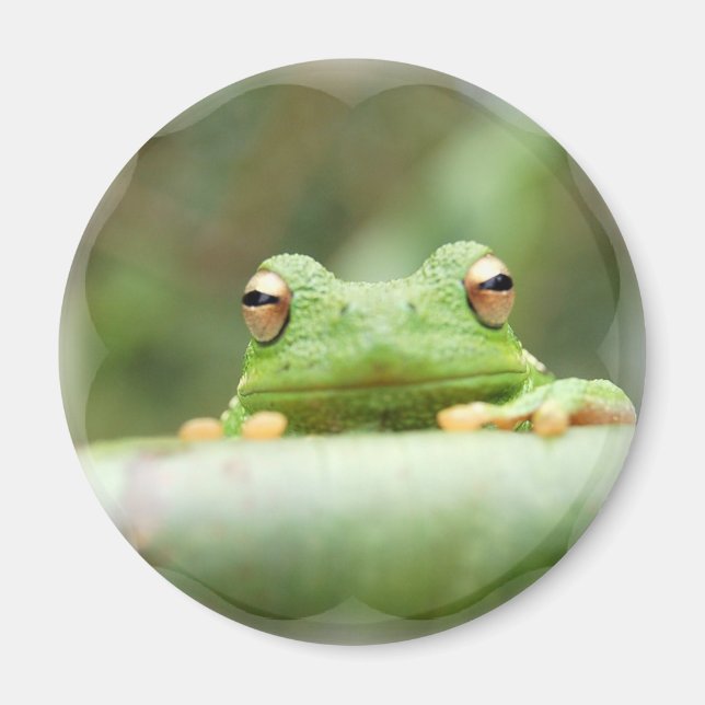 Frog Eyes Magnet (Vorne)