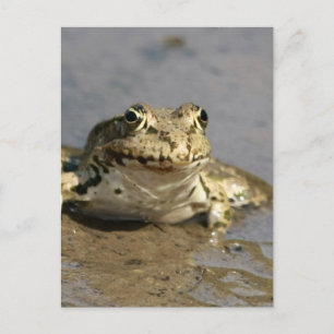 Frog Foto Postcard Postkarte