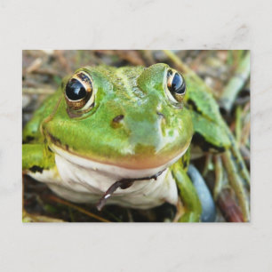 Frog Images Postcard Postkarte