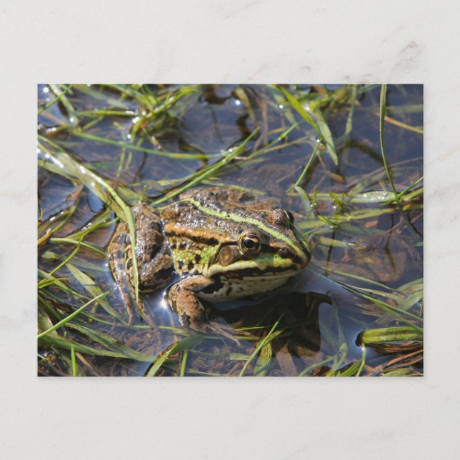 Frog in river postkarte (Vorderseite)