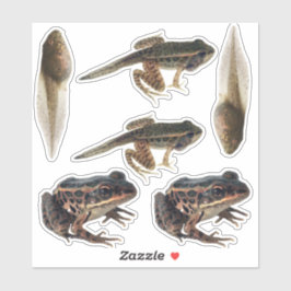 Frog Life Cycle Stickers Aufkleber