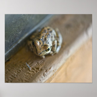 Frog Poster