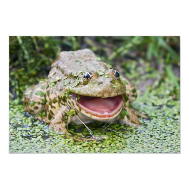 Frog Prince Fotodruck (Vorne)