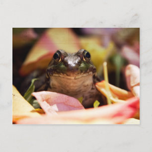 Frog Princess Postkarte