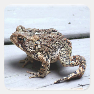 Frog Toad Fotografie Quadratischer Aufkleber