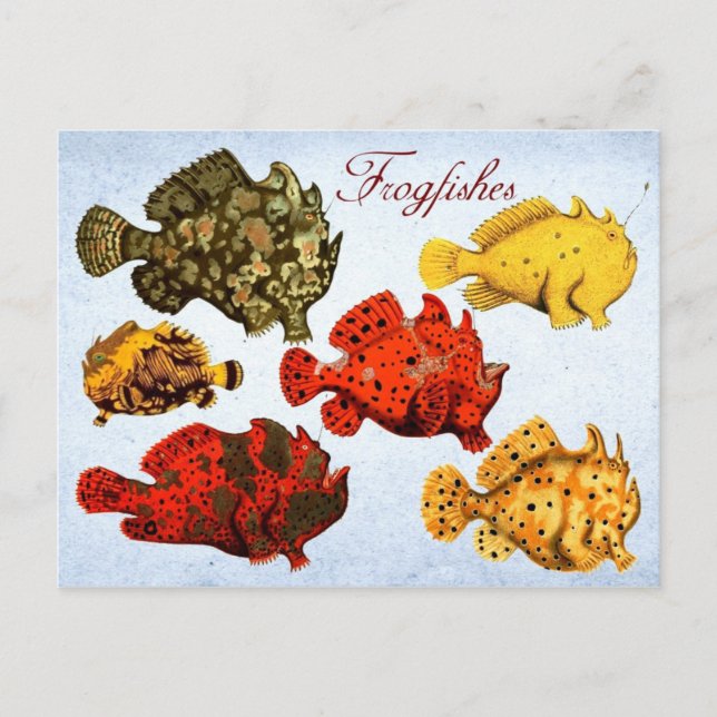 Frogfische Postkarte (Vorderseite)