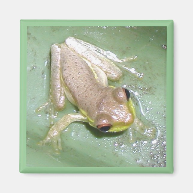 Froglet Magnet (Vorne)