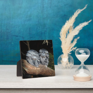 Frogmouth Owls, Fotoplatte