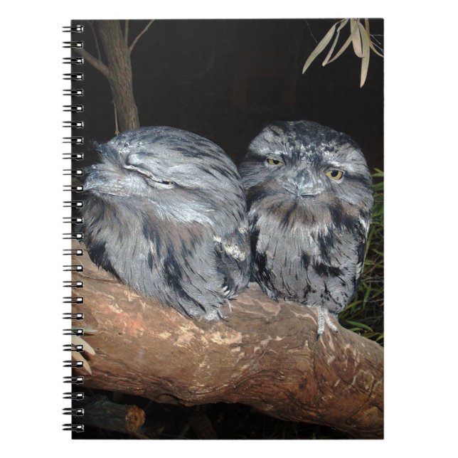 Frogmouth Owls, Notizblock (Vorderseite)