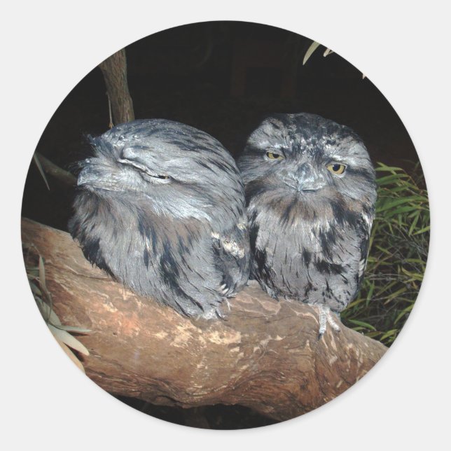Frogmouth Owls, Runder Aufkleber (Vorderseite)
