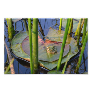 FROGPORTRAIT FOTODRUCK
