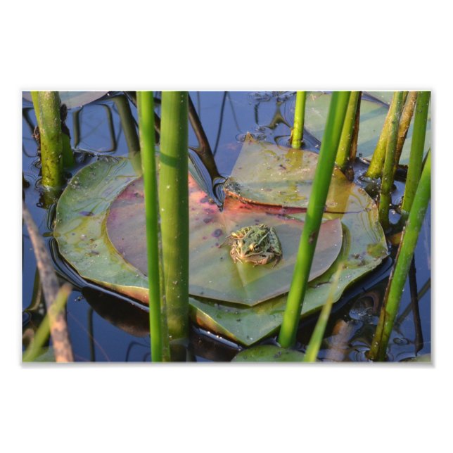 FROGPORTRAIT FOTODRUCK (Vorne)