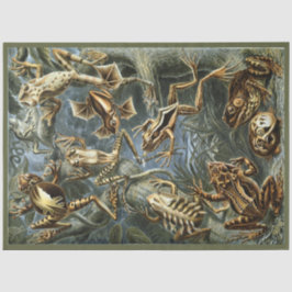 Frogs Ernst Haeckel Dekoupage Tissue Paper Seidenpapier