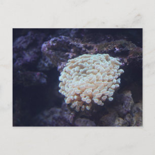 Frogspawn Coral # 1 Postkarte