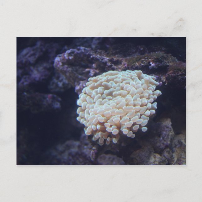 Frogspawn Coral # 1 Postkarte (Vorderseite)