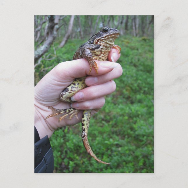 Frogylicious Postkarte (Vorderseite)