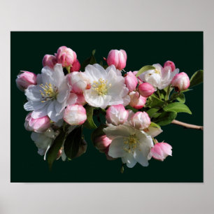 Frohe Frühlingskrabappel-Blume blüht Poster