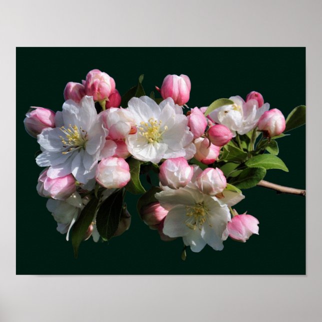 Frohe Frühlingskrabappel-Blume blüht Poster (Vorne)