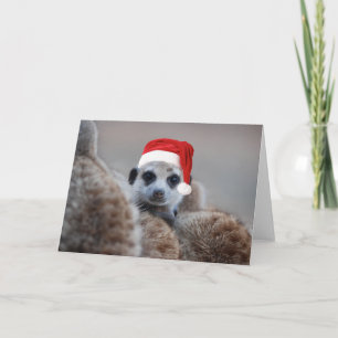 Frohe Meerkat Weihnachten - Frohe Festtage 2