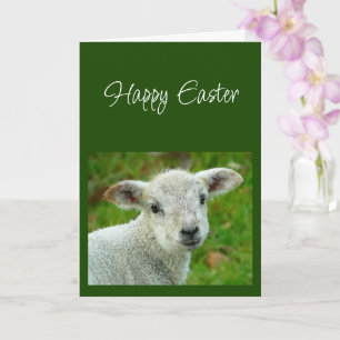 Frohe Ostern wünsche mit Lamm Gottes Karte