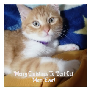 Frohe Weihnachten an die beste Katzenmutter überha Poster