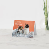 FROHE WEIHNACHTEN AN *EINE COOLE KATZE*