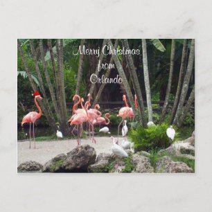 Frohe Weihnachten aus Orlando - Rosa Flamingos